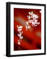 Cherry Blossoms-null-Framed Premium Photographic Print