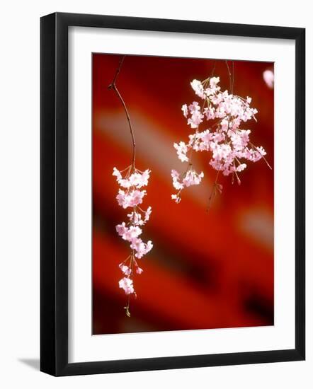 Cherry Blossoms-null-Framed Premium Photographic Print