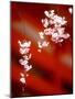 Cherry Blossoms-null-Mounted Premium Photographic Print