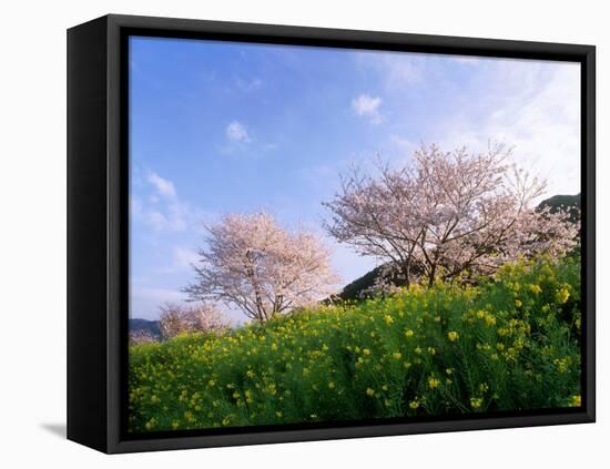 Cherry Blossoms-null-Framed Stretched Canvas