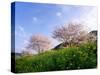 Cherry Blossoms-null-Stretched Canvas