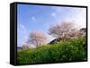 Cherry Blossoms-null-Framed Stretched Canvas