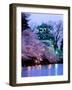 Cherry Blossoms-null-Framed Premium Photographic Print