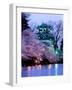 Cherry Blossoms-null-Framed Premium Photographic Print