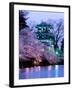 Cherry Blossoms-null-Framed Premium Photographic Print