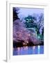 Cherry Blossoms-null-Framed Premium Photographic Print