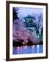 Cherry Blossoms-null-Framed Premium Photographic Print