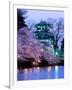 Cherry Blossoms-null-Framed Premium Photographic Print