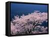 Cherry Blossoms-null-Framed Stretched Canvas