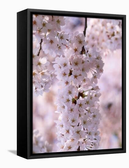 Cherry Blossoms-null-Framed Stretched Canvas