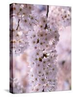 Cherry Blossoms-null-Stretched Canvas