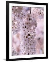 Cherry Blossoms-null-Framed Premium Photographic Print