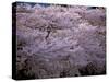 Cherry Blossoms-null-Stretched Canvas