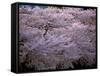 Cherry Blossoms-null-Framed Stretched Canvas