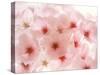 Cherry Blossoms-null-Stretched Canvas