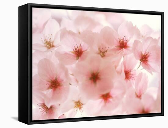 Cherry Blossoms-null-Framed Stretched Canvas