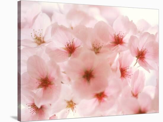 Cherry Blossoms-null-Stretched Canvas