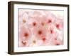 Cherry Blossoms-null-Framed Premium Photographic Print