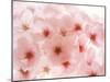 Cherry Blossoms-null-Mounted Premium Photographic Print