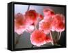 Cherry Blossoms-null-Framed Stretched Canvas