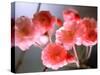 Cherry Blossoms-null-Stretched Canvas