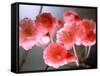 Cherry Blossoms-null-Framed Stretched Canvas