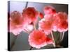 Cherry Blossoms-null-Stretched Canvas