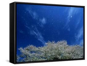Cherry Blossoms-null-Framed Stretched Canvas