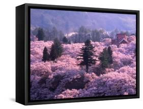 Cherry Blossoms-null-Framed Stretched Canvas