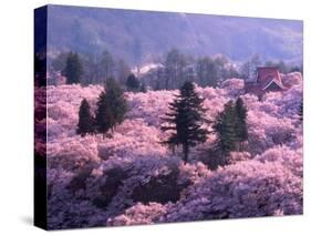 Cherry Blossoms-null-Stretched Canvas