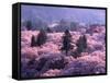 Cherry Blossoms-null-Framed Stretched Canvas