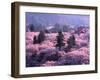 Cherry Blossoms-null-Framed Premium Photographic Print