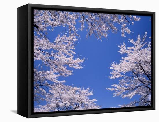 Cherry Blossoms-null-Framed Stretched Canvas