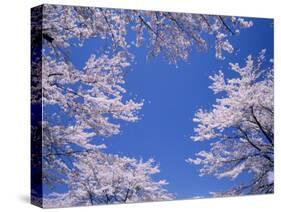 Cherry Blossoms-null-Stretched Canvas