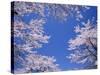 Cherry Blossoms-null-Stretched Canvas