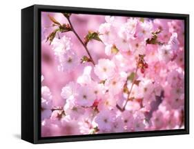 Cherry Blossoms-null-Framed Stretched Canvas