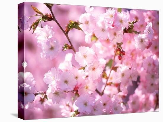 Cherry Blossoms-null-Stretched Canvas