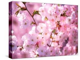 Cherry Blossoms-null-Stretched Canvas