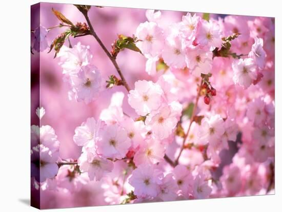 Cherry Blossoms-null-Stretched Canvas