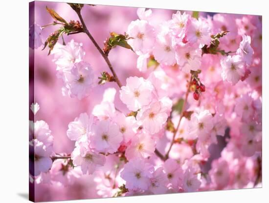 Cherry Blossoms-null-Stretched Canvas