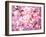 Cherry Blossoms-null-Framed Premium Photographic Print