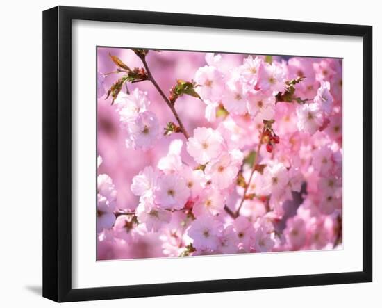 Cherry Blossoms-null-Framed Premium Photographic Print