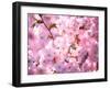 Cherry Blossoms-null-Framed Premium Photographic Print