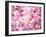 Cherry Blossoms-null-Framed Premium Photographic Print