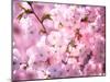 Cherry Blossoms-null-Mounted Premium Photographic Print