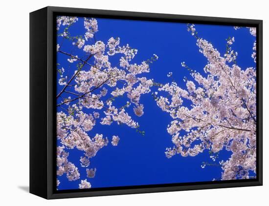 Cherry Blossoms-null-Framed Stretched Canvas