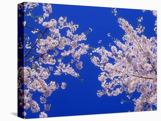 Cherry Blossoms-null-Stretched Canvas