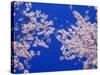 Cherry Blossoms-null-Stretched Canvas