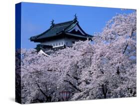 Cherry Blossoms-null-Stretched Canvas