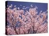 Cherry Blossoms-null-Stretched Canvas